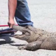 Illustration for article titled Here Is a Video of a Man Feeding a $100,000 Birkin Bag to an Alligator